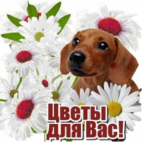 Пожелания хорошего дня — стикер для MAX