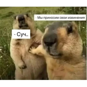 Ответочка — стикер для MAX