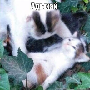 Мои стикерочки — стикер для MAX
