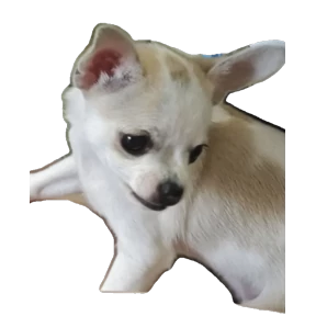 юкки — стикер для MAX