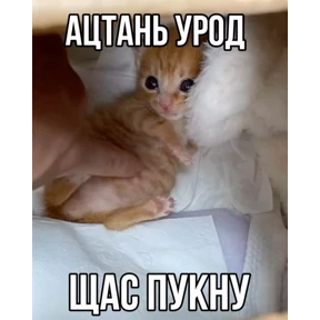 Мем — стикер для MAX