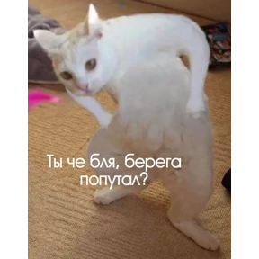 Мем — стикер для MAX