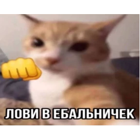 Мем — стикер для MAX