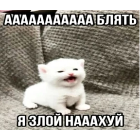 Мем — стикер для MAX