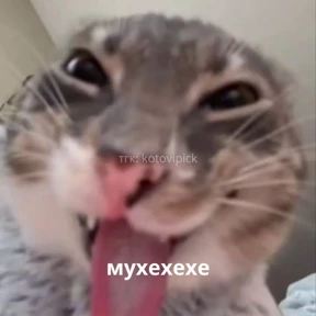 Мем — стикер для MAX