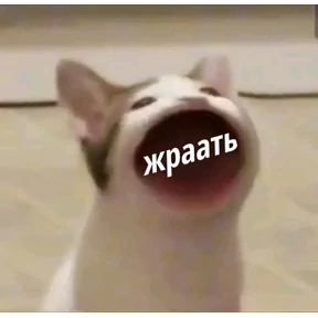 Стикеры Асем — стикер для MAX