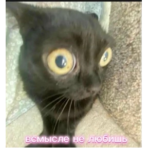 Чайки распи.дяйки — стикер для MAX