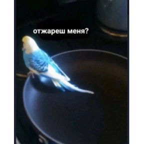 Чайки распи.дяйки — стикер для MAX