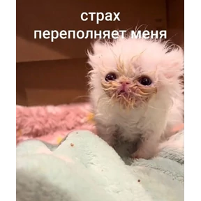 Чайки распи.дяйки — стикер для MAX
