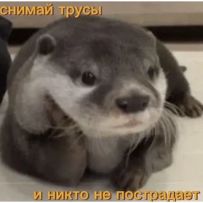 Чайки распи.дяйки — стикер для MAX