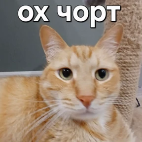 работа работа — стикер для MAX