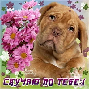 стики зески — стикер для MAX