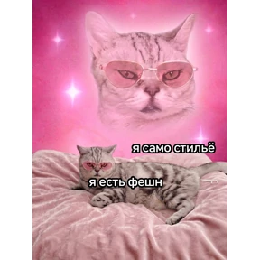 Котики — стикер для MAX