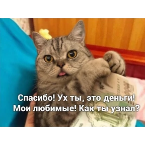 Котики — стикер для MAX