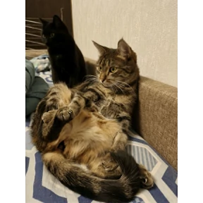 Мои — стикер для MAX