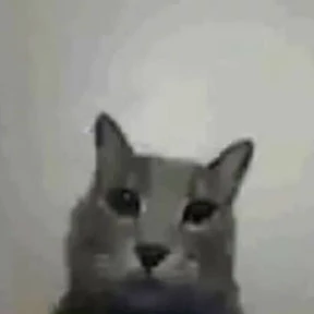 Коты — стикер для MAX