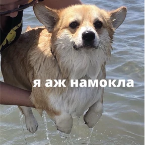 Мур — стикер для MAX