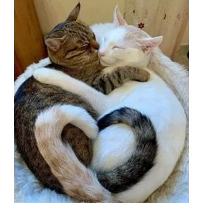 Котики — стикер для MAX