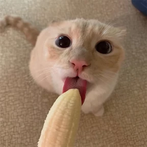 Котики — стикер для MAX