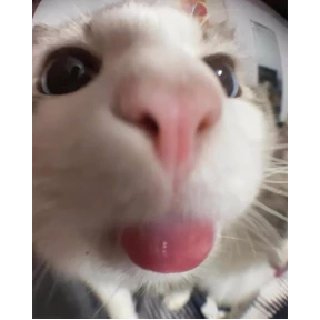 Котики — стикер для MAX