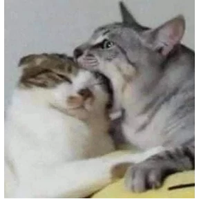 Котики — стикер для MAX