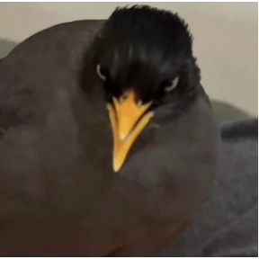 Стикер 21 из набора jungle-myna