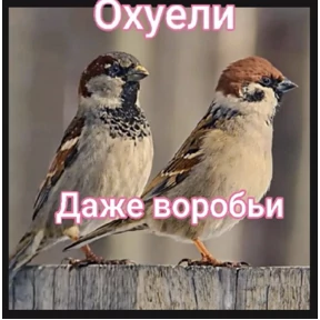 Свои — стикер для MAX