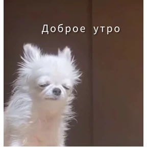 Мои — стикер для MAX