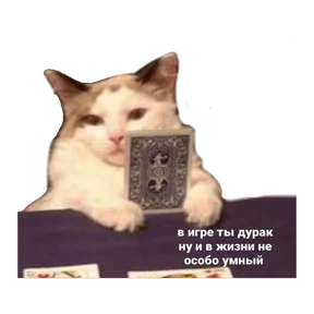 Котики — стикер для MAX