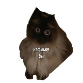 Котики — стикер для MAX