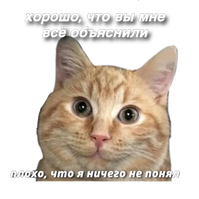 Котики — стикер для MAX