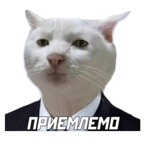 Котики — стикер для MAX