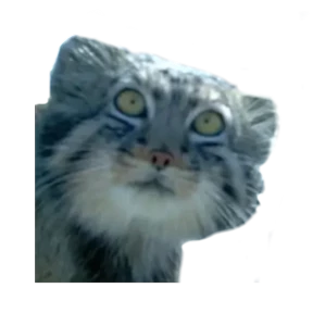 Котики — стикер для MAX