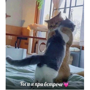 спороч кароч! — стикер для MAX