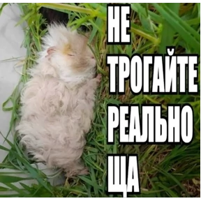 спороч кароч! — стикер для MAX