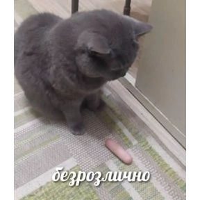 спороч кароч! — стикер для MAX