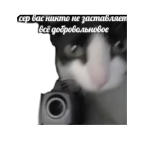 Котики — стикер для MAX