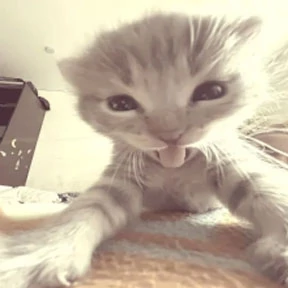 Коты — стикер для MAX