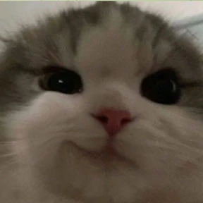 Коты — стикер для MAX
