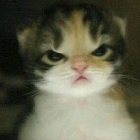 Коты — стикер для MAX