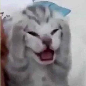 Коты — стикер для MAX