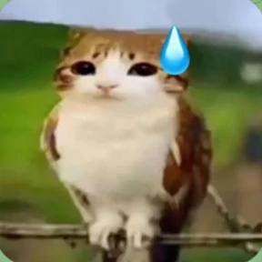 Коты — стикер для MAX
