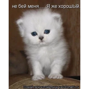 Набор 1 — стикер для MAX