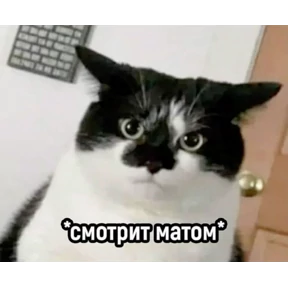 На случае важных переговоров — стикер для MAX