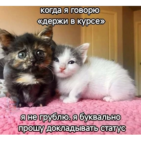спороч кароч! — стикер для MAX