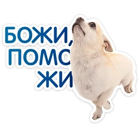 Стикер 47 из набора КотоПесики