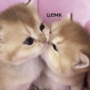Коты — стикер для MAX