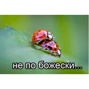 Эщкере — стикер для MAX