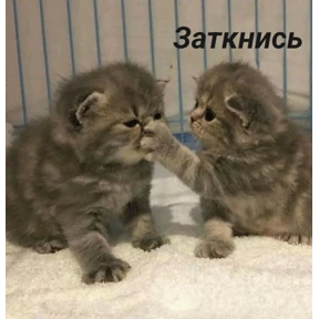 Лю лю))) — стикер для MAX