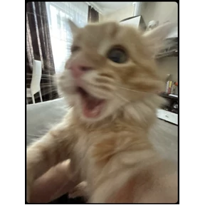 Лю лю))) — стикер для MAX